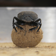 Illustration for article titled Why do dung beetles dance? Its not just because theyre happy